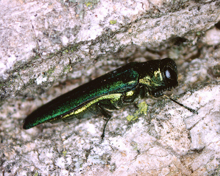 Emerald Ash Borer insect